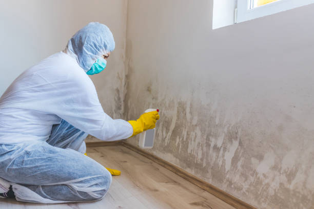 Licensed Mold Remediation service in Manhasset, NY - WQB Mold Removal